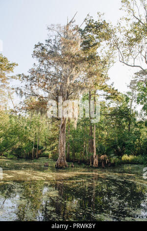 Swamp Tour in New Orleans Stockfoto