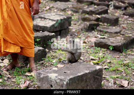 Affe essen Obst und Beobachten ein buddhistischer Mönch tragen orangefarbene Gewänder in Angkor Wat, Siem Reap, Kambodscha, Asien. Stockfoto