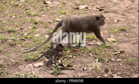 Affen spielen in Angkor Wat, Siem Reap, Kambodscha, Asien. Verspielte Tiere in natürlicher Umgebung Stockfoto