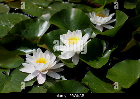 Helle weiße Seerosen blühen. Blume Hintergrund in natürlicher Umgebung Stockfoto