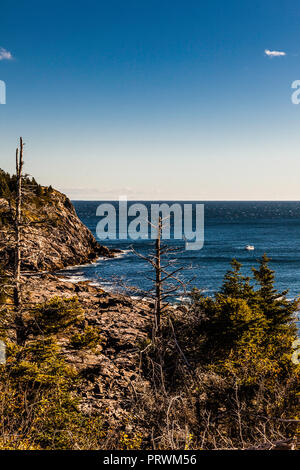 Weißer Kopf von verbranntem Kopf Monhegan Island, Maine, USA Stockfoto