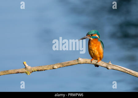 Droitwich, Großbritannien. 4. Oktober 2018. UK Wetter: Die heutige Sonne bedeutet, gute Sichtbarkeit und wilden Vogel Kingfisher (Alcedo atthis) nutzt einige ausgezeichnete Angelmöglichkeiten. Mit Wasser dieses klar, er ist in der Lage, selbst kleinste rauben. Quelle: Lee Hudson/Alamy leben Nachrichten Stockfoto