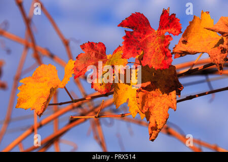 Margaret River Weinberg Stockfoto