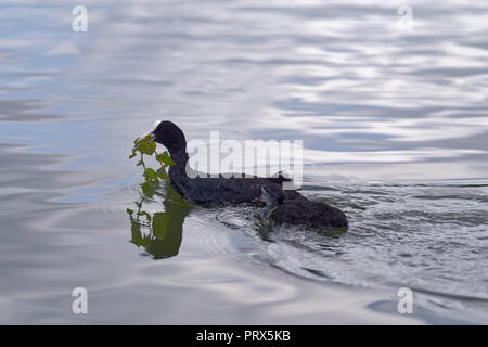 Natur Szene auf einem eurasischen Blässhuhn mit ihren Küken schwimmen im Wasser eines Sees Stockfoto