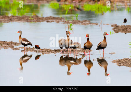 Black Bellied Enten und ihre Überlegungen in die Ländereien auf der Insel Trinidad Stockfoto