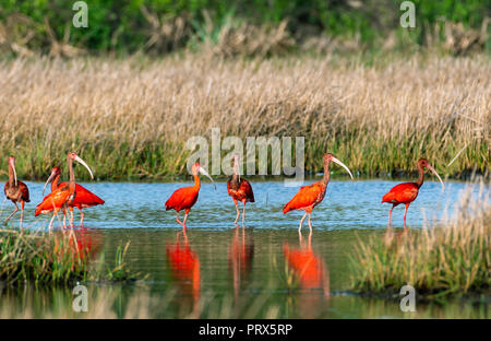 Scharlachrote Ibis watet an einem hellen sonnigen Tag in den Feuchtgebieten von Trinidad mit ihrem roten Gefieder, das sich im Wasser spiegelt. Stockfoto