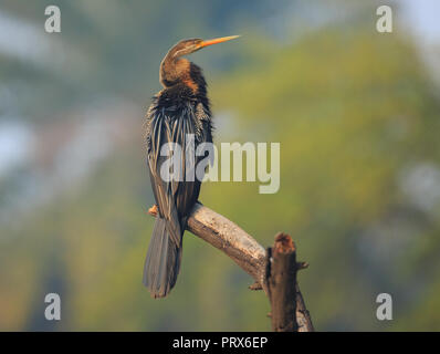 Schlangenhalsvogel - Bharatpur Vogelschutzgebiet (Indien) Stockfoto