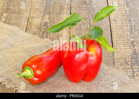 Nur reife rote Paprika liegen auf der Sack auf Holzbrettern abgeholt. Bulgarische oder Paprika. Stockfoto