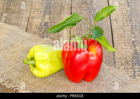 Nur reife rote und gelbe Paprika liegen auf der Sack auf Holzbrettern abgeholt. Bulgarische oder Paprika. Stockfoto