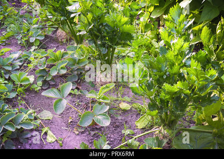 Frischen Sellerie makro Blick in den Garten, Patch Stockfoto