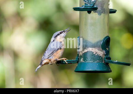 Kleiber (Sitta europaea) Fütterung auf Sonnenblumenkerne Herzen von einem Vogel Futterstelle Warnham in Großbritannien. Blau Grau orange buff Gefieder und langen grauen Bill Stockfoto