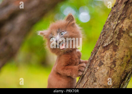 Kleines Kätzchen saß auf einem Baum. Das Kätzchen ist laufen. Pet. Herbst Foto mit einem Tier. Flauschige smoky Katze mit einem Haarschnitt. Groommer Haarschnitt Katze. Stockfoto