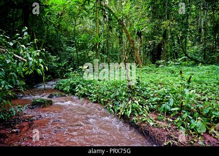 Die üppigen tropischen Wald, Nam Ha Nationalen Schutzgebiet, Laos Stockfoto