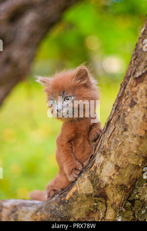 Kleines Kätzchen saß auf einem Baum. Das Kätzchen ist laufen. Pet. Herbst Foto mit einem Tier. Flauschige smoky Katze mit einem Haarschnitt. Groommer Haarschnitt Katze. Stockfoto