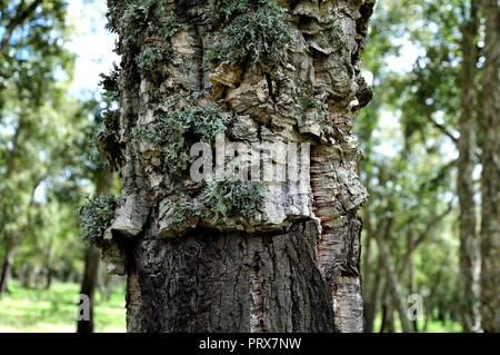 In der Nähe der Rinde eines Cork oak tree in maamora Wald in der Nähe von Rabat, Marokko, mit Flechten gewachsen und teilweise geerntet Stockfoto