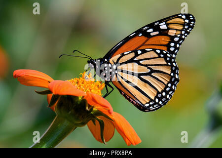 Monarch butterfly auf Tithonia diversifolia oder Mexikanische Sonnenblume. Die Monarch ist ein milkweed Butterfly in der Familie der Nymphalidae. Stockfoto