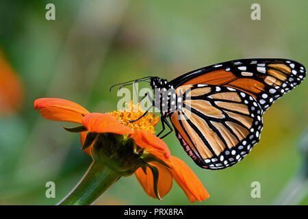 Monarch butterfly auf Tithonia diversifolia oder Mexikanische Sonnenblume. Die Monarch ist ein milkweed Butterfly in der Familie der Nymphalidae. Stockfoto