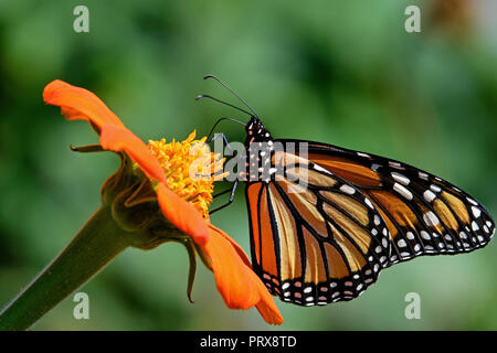 Monarch butterfly auf Tithonia diversifolia oder Mexikanische Sonnenblume. Die Monarch ist ein milkweed Butterfly in der Familie der Nymphalidae. Stockfoto