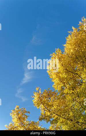 Goldene Blätter eines Laubbaums im Herbst gegen den blauen Himmel und weiße wispy cirrus Cloud, Vancouver, BC, Kanada Stockfoto