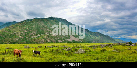 Herde grasende Kühe auf Bergwiese in einem Bergtal, Altai Gebirge, Russland - landwirtschaftliche Fläche der Entwicklung der Milchwirtschaft und Rinderzucht. Pictu Stockfoto