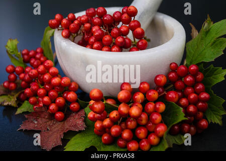 Rote reife Kirsche Prunus Serotina Stockfoto