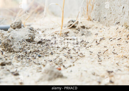 Schwarze Ameisen in der Wüste in der Nähe eines Ameisenhaufens. Zucker Ameisen sammeln um das Loch von ihrem Nest. closeup Boden um die Ant's Nest auf dem Boden. Nester ant ant Escape oder kleine runde Löcher in den Garten. Stockfoto