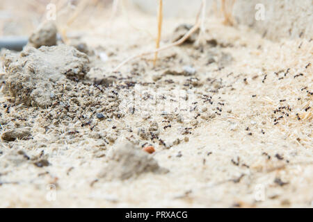 Schwarze Ameisen in der Wüste in der Nähe eines Ameisenhaufens. Zucker Ameisen sammeln um das Loch von ihrem Nest. closeup Boden um die Ant's Nest auf dem Boden. Nester ant ant Escape oder kleine runde Löcher in den Garten. Stockfoto