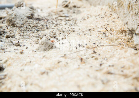 Schwarze Ameisen in der Wüste in der Nähe eines Ameisenhaufens. Zucker Ameisen sammeln um das Loch von ihrem Nest. closeup Boden um die Ant's Nest auf dem Boden. Nester ant ant Escape oder kleine runde Löcher in den Garten. Stockfoto