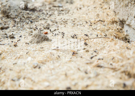 Schwarze Ameisen in der Wüste in der Nähe eines Ameisenhaufens. Zucker Ameisen sammeln um das Loch von ihrem Nest. closeup Boden um die Ant's Nest auf dem Boden. Nester ant ant Escape oder kleine runde Löcher in den Garten. Stockfoto