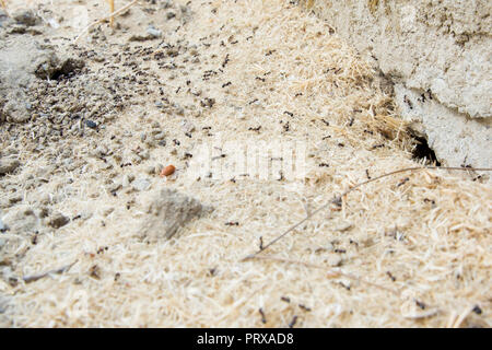 Schwarze Ameisen in der Wüste in der Nähe eines Ameisenhaufens. Zucker Ameisen sammeln um das Loch von ihrem Nest. closeup Boden um die Ant's Nest auf dem Boden. Nester ant ant Escape oder kleine runde Löcher in den Garten. Stockfoto