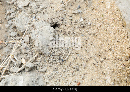 Schwarze Ameisen in der Wüste in der Nähe eines Ameisenhaufens. Zucker Ameisen sammeln um das Loch von ihrem Nest. closeup Boden um die Ant's Nest auf dem Boden. Nester ant ant Escape oder kleine runde Löcher in den Garten. Stockfoto