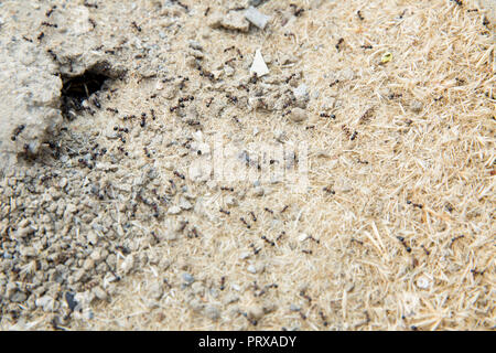 Schwarze Ameisen in der Wüste in der Nähe eines Ameisenhaufens. Zucker Ameisen sammeln um das Loch von ihrem Nest. closeup Boden um die Ant's Nest auf dem Boden. Nester ant ant Escape oder kleine runde Löcher in den Garten. Stockfoto