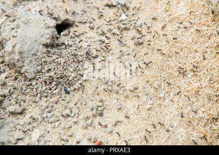 Schwarze Ameisen in der Wüste in der Nähe eines Ameisenhaufens. Zucker Ameisen sammeln um das Loch von ihrem Nest. closeup Boden um die Ant's Nest auf dem Boden. Nester ant ant Escape oder kleine runde Löcher in den Garten. Stockfoto