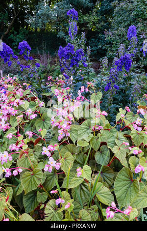 Mehrjährige Herbstkombination aus rosa geblümten Begonia grandis var, evansiana 'Claret Jug' und Aconitum carmichaelii 'Royal Flush' Stockfoto