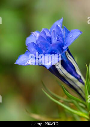 Weiß gesäumt Blau doppelte Blüten von der Hardy, Herbst blühende alpine mehrjährig Enzian, Gentiana sino-Ornata 'Eugens Allerbester' Stockfoto