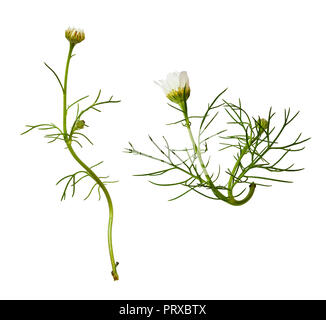 Satz von Daisy Blumen und Blüten sowie deren Knospen, isoliert auf weißem Stockfoto