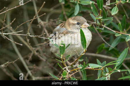 Feldsperling. (Passer montanus) Feldsperling mit graubraunen Gefieder in natürlichen Lebensraum von Garten Sträucher thront. Nach rechts. Horizontale. Stockfoto