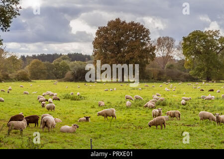 Herde Schafe auf grünen Weide in England Stockfoto