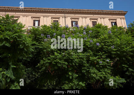 Jacaranda mimosifolia Baum Stockfoto