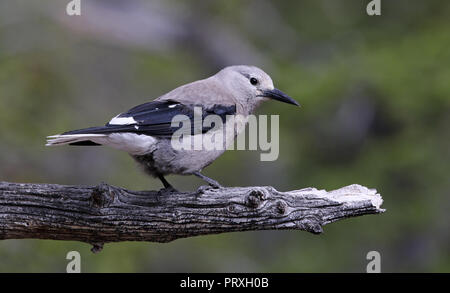 Ein Clark's Nussknacker (nucifraga Columbiana) auf einem Baum, im Rocky Mountain National Park, Colorado schoß gehockt. Stockfoto