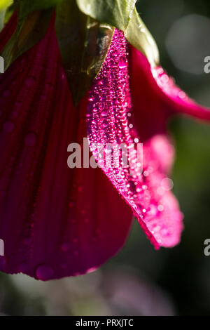 Garten Blumen bedeckt im Morgentau refelcting das Sonnenlicht durch die winzige Tropfen Wasser. Stockfoto