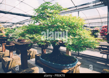 Bonsai Gewächshaus Zentrum. Zeilen mit kleinen Bäumen Stockfoto