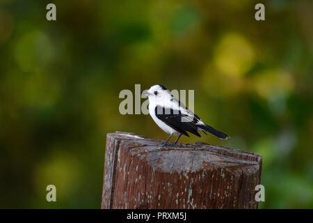 Pied Wasser Tyrann ruhig stehend auf einem Baumstumpf Stockfoto