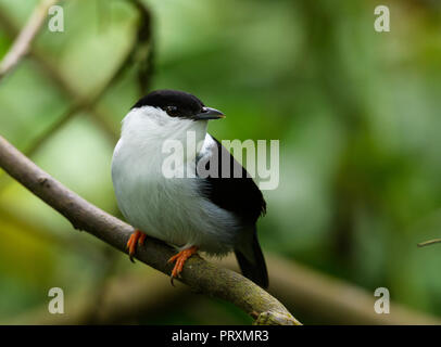 Weiße bärtige Manakin Stockfoto