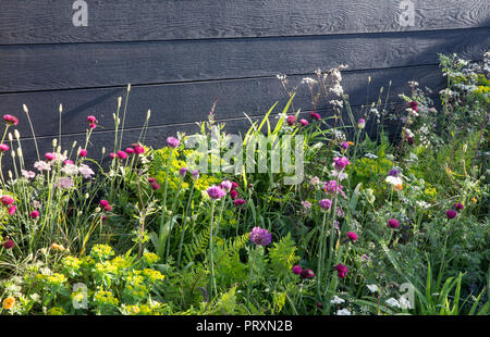 Schwarz Holz Garten Zaun, meadow Stil das Pflanzen von Allium hollandicum 'Purple Sensation', Cirsium rivulare 'Atropurpureum', Geum 'Totally Tangerine', M Stockfoto