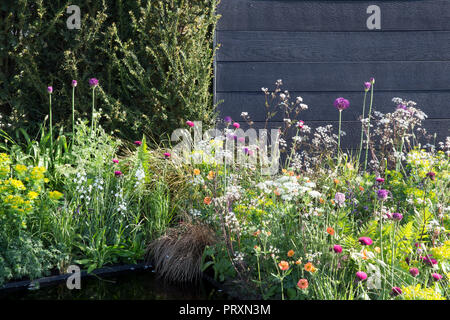 Schwarz Holz Garten Zaun, Taxus whipplei Hecke, Wiese Stil das Pflanzen von Allium hollandicum 'Purple Sensation', Cirsium rivulare 'Atropurpureum', Geum' Stockfoto