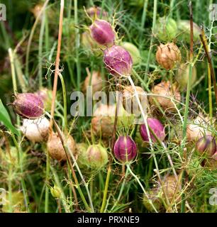 Nigella blauen Sternenhimmel Samenköpfe Stockfoto