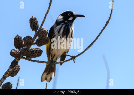 New Holland Honeyeater Vogel Stockfoto