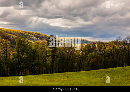 Bäume Pleasant Valley, Connecticut, USA Stockfoto