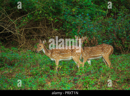 Spotted Deer - bei BR Hills Sanctuary (Karnataka, Indien) Stockfoto